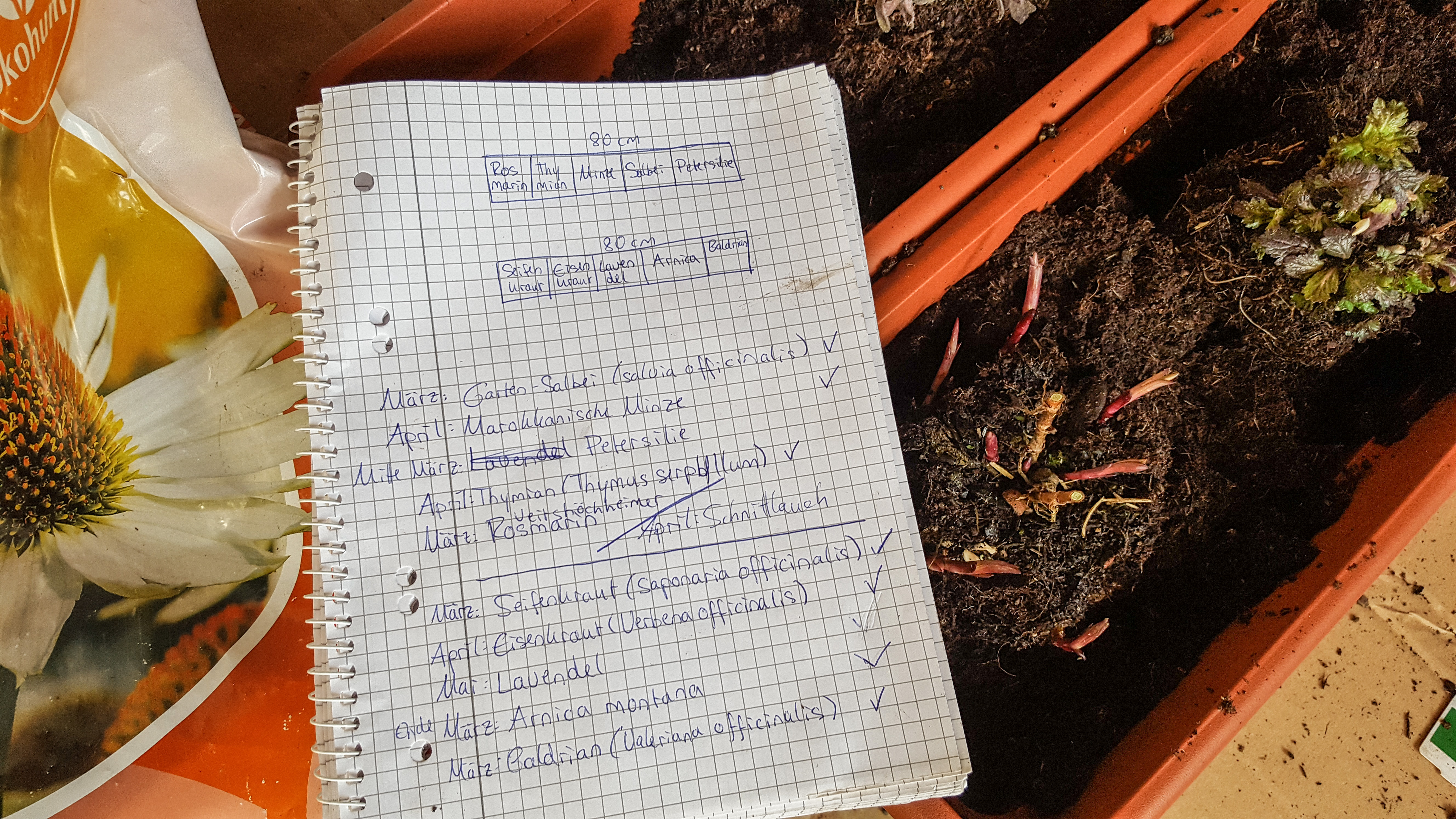 Gartenplaner Stauden Pflanzzeit