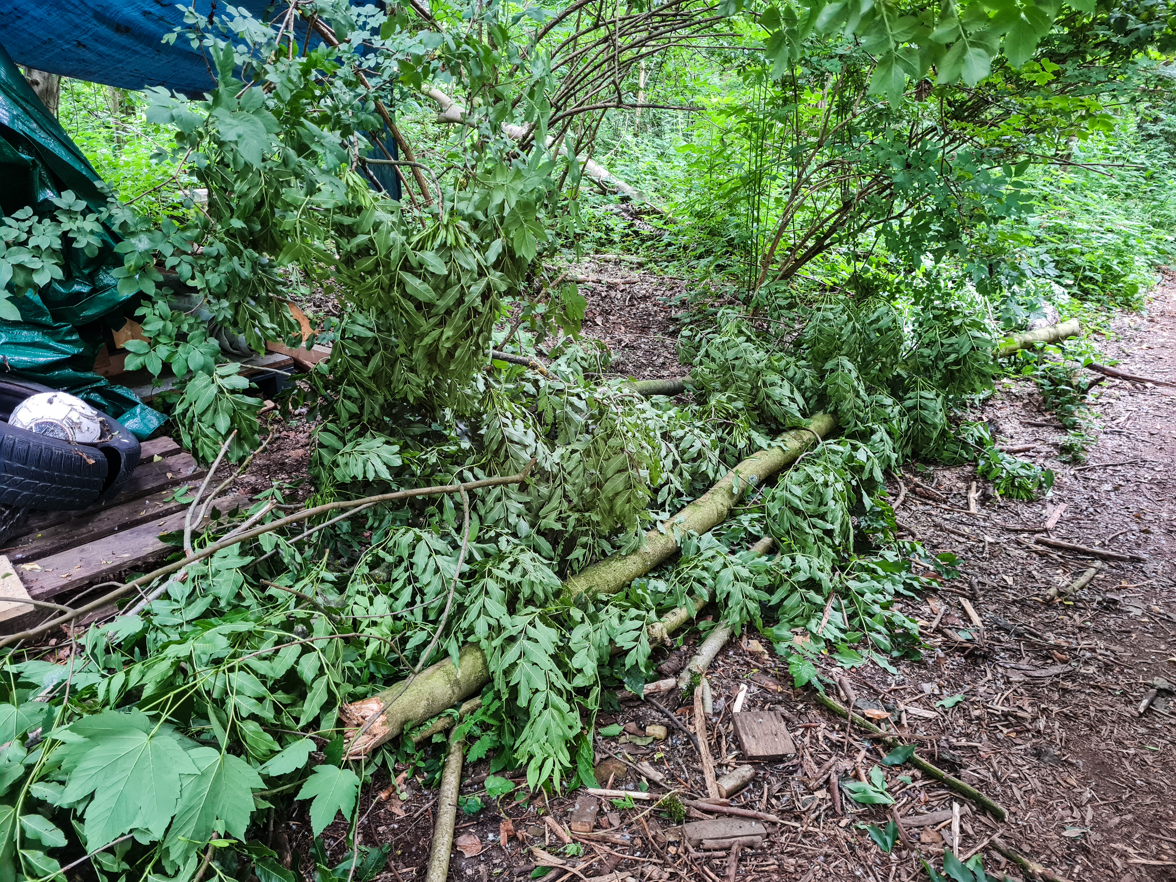 Ast Baum Waldsterben Sommerbruch